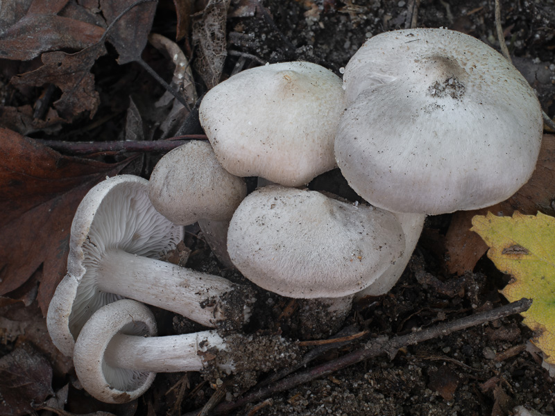 Tricholoma inocybeoides